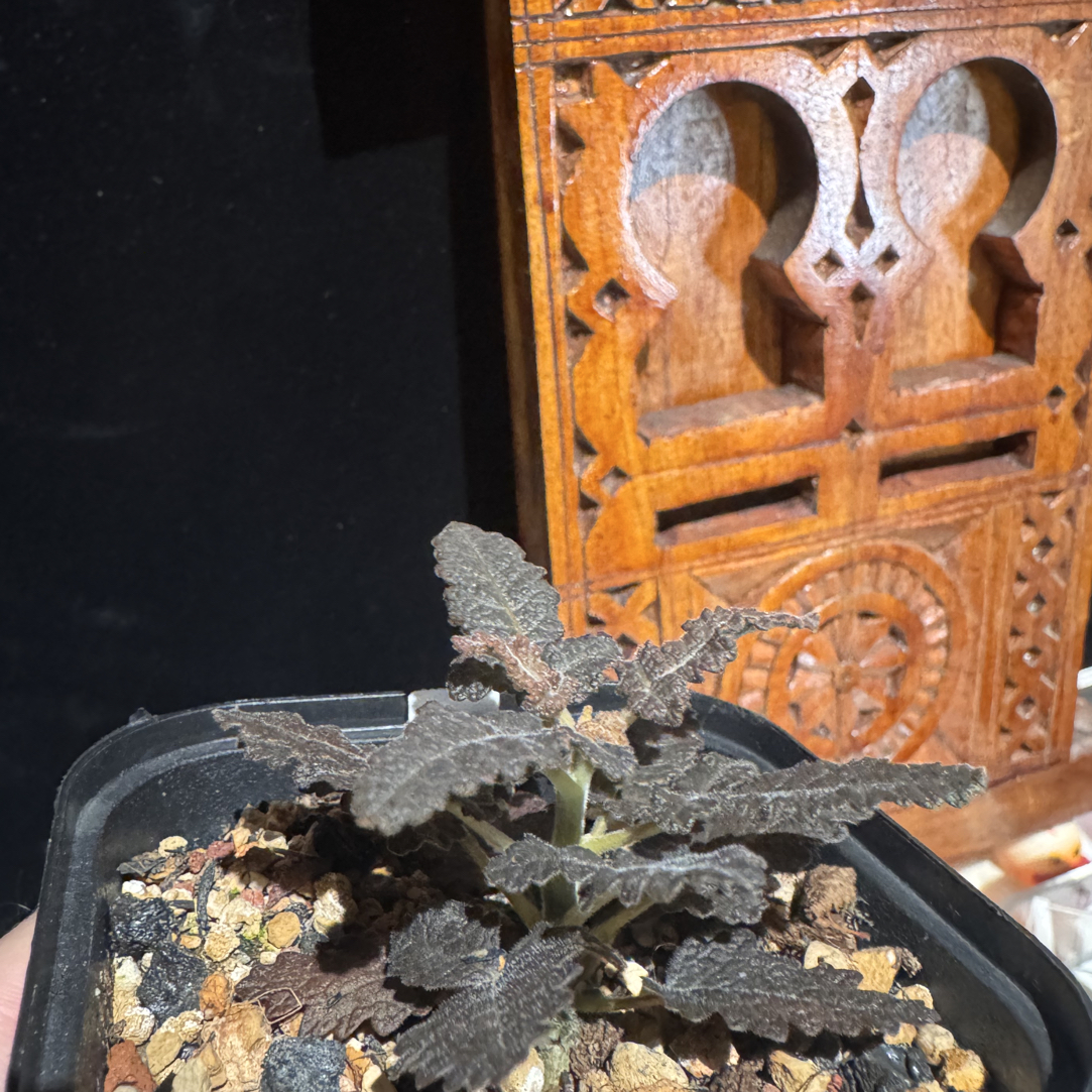 宋***布拉塔乳香Boswellia bullata