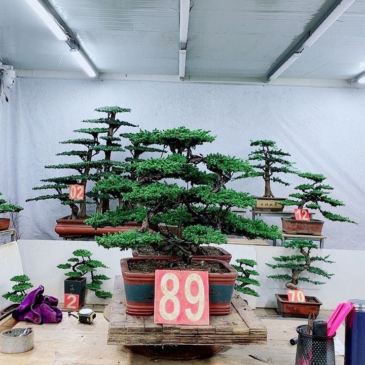 无花朵888888888888888