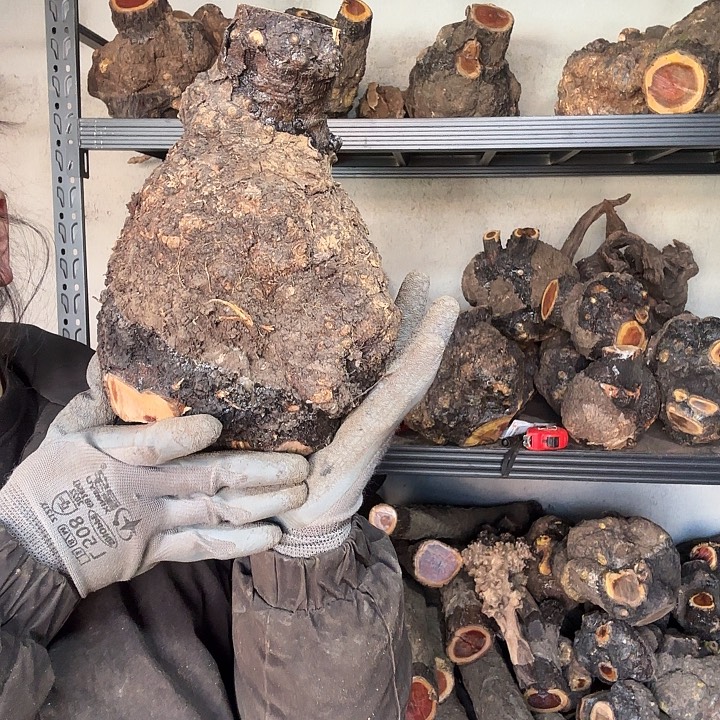 幻***月香榧木火琉璃的故事是一个人的故事吗