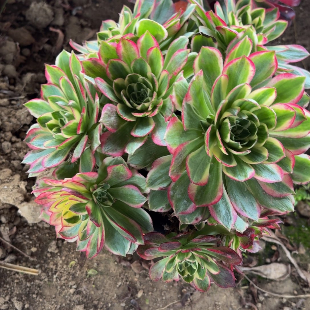 572多肉植物捧花的