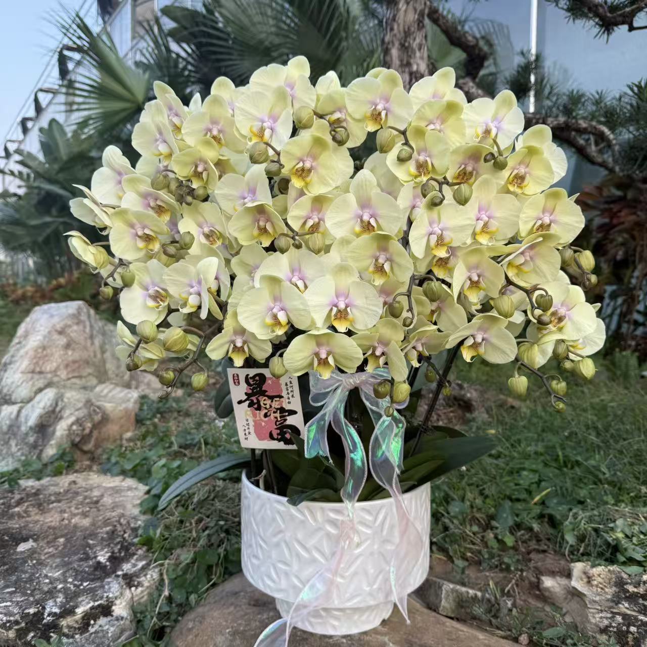 蝴蝶兰 《皮卡丘》欧品进口花 稀缺花色小众品种 带花带苞 室内花卉