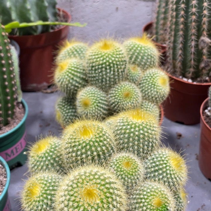 超大群金冠多头一杯22.8