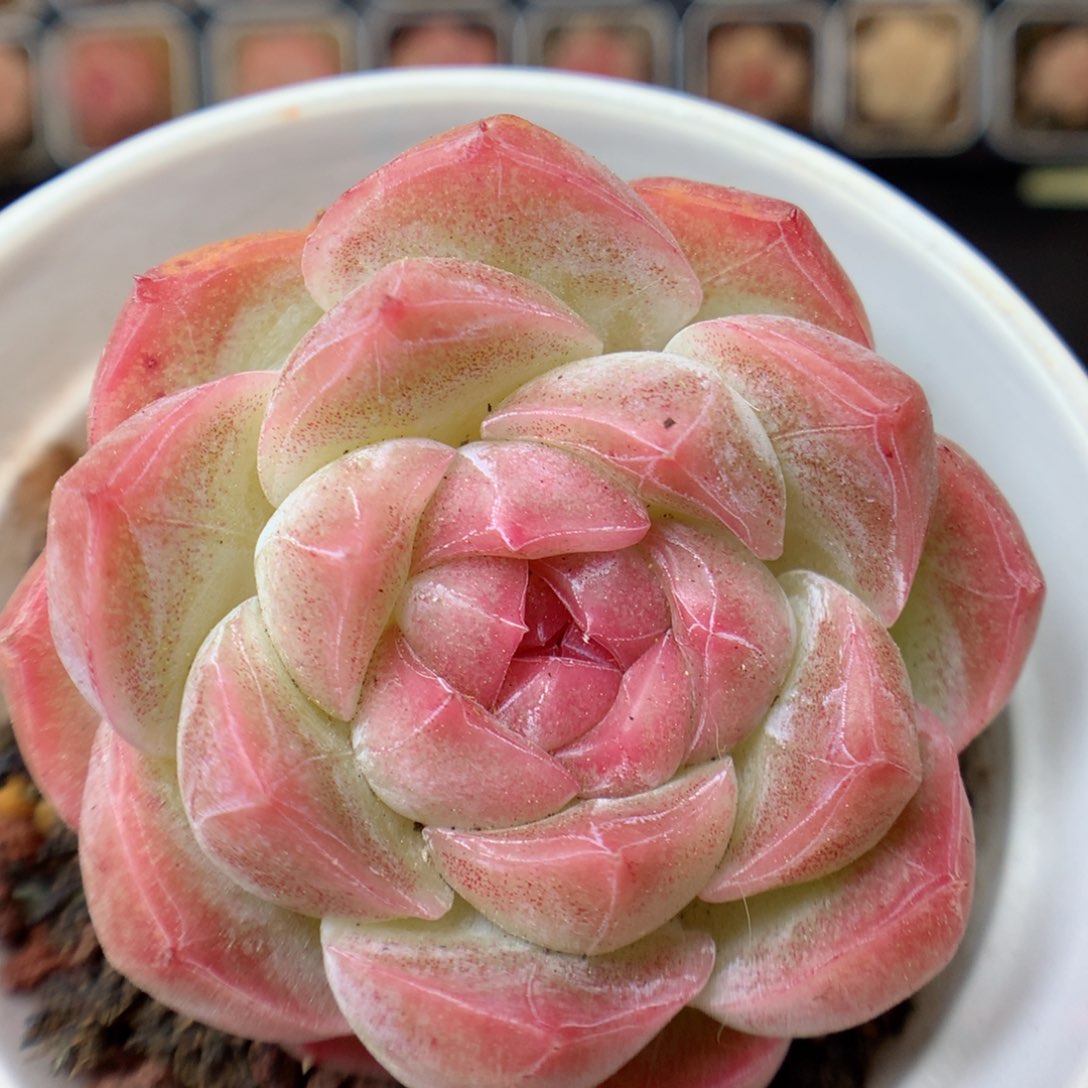 一物一拍精品多肉。 糖心36