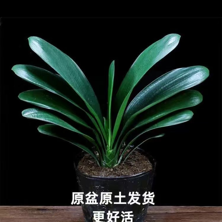 PZ【5-7】君子兰盆栽好养耐寒耐热适合客厅办公室装饰四季常青