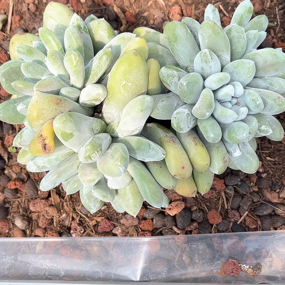 花朵丸叶红拇指老桩多透
