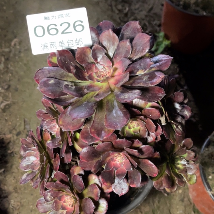 0626烟花的人多肉的