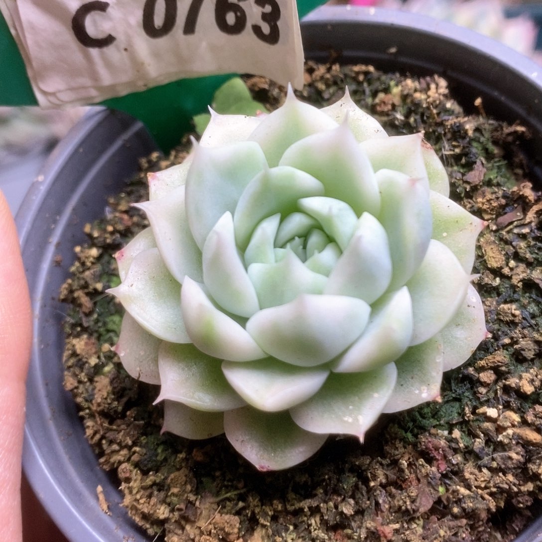 763麦杆锦锦锦锦锦