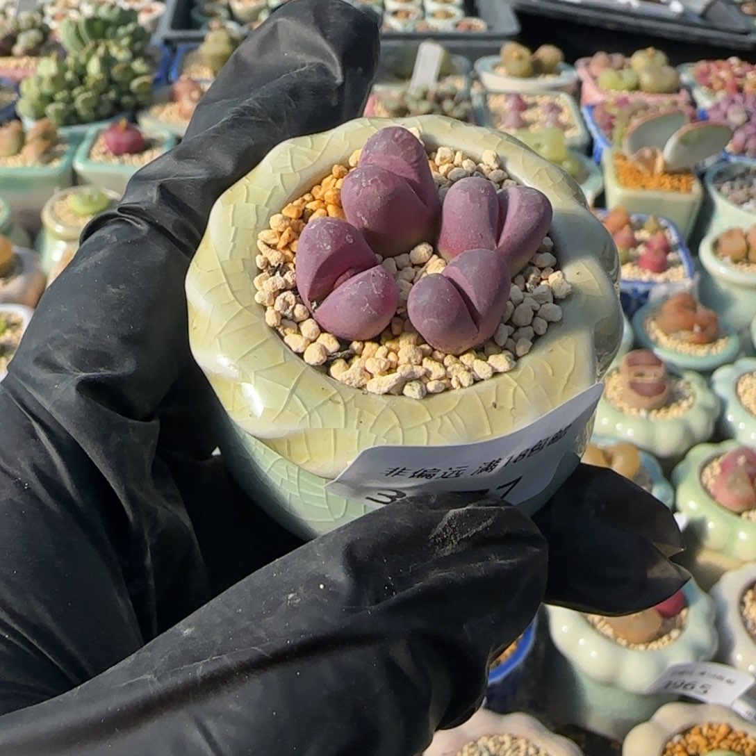 3977--一物一拍 带盆