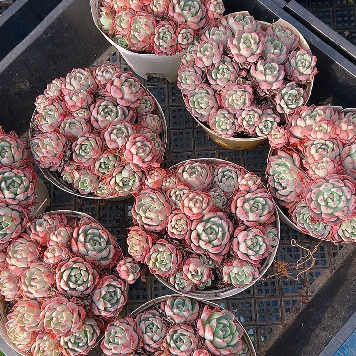 150杯娜娜小勾，满18包邮多肉