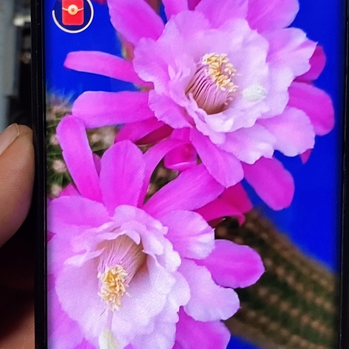 金妞 海姆 /侧芽歪20包邮/