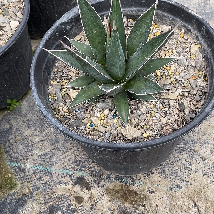 C***O无花朵龙舌兰绿色植物