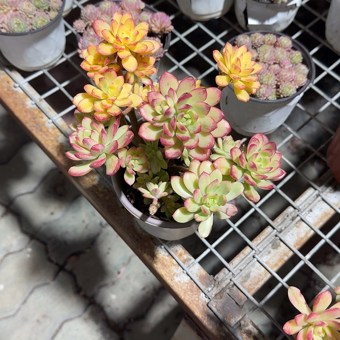 小叮当锦多肉植物