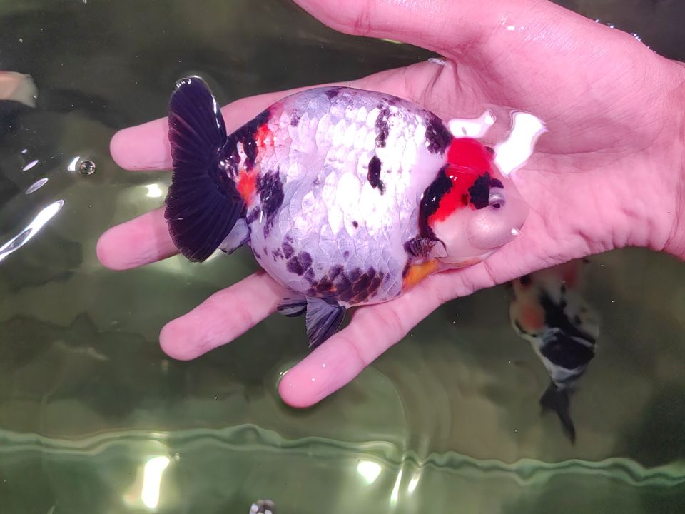 健****金鱼潘氏种鱼级大亚成奶牛硬鳞