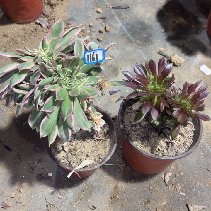 组合两颗小缀1161