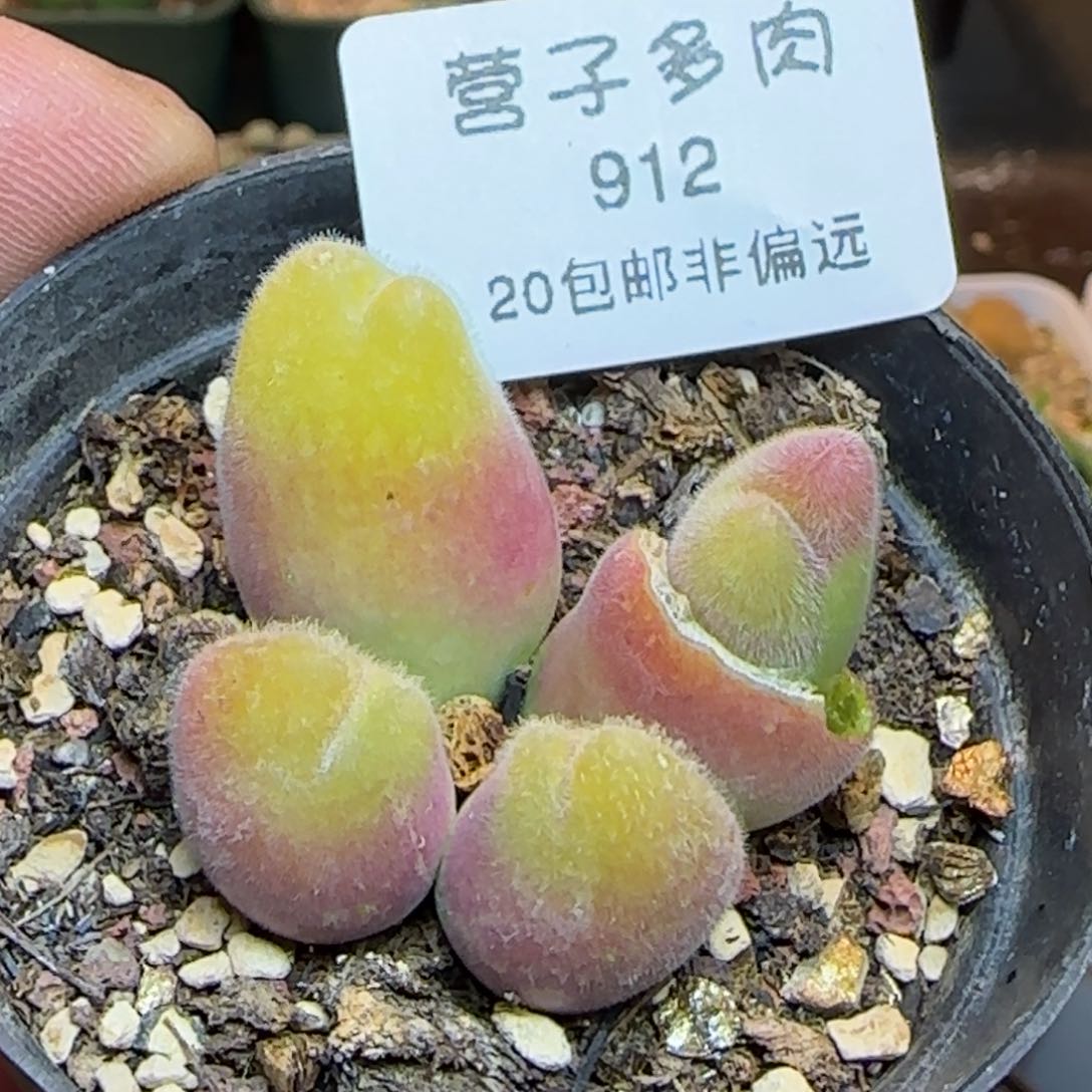 长毛翠。          