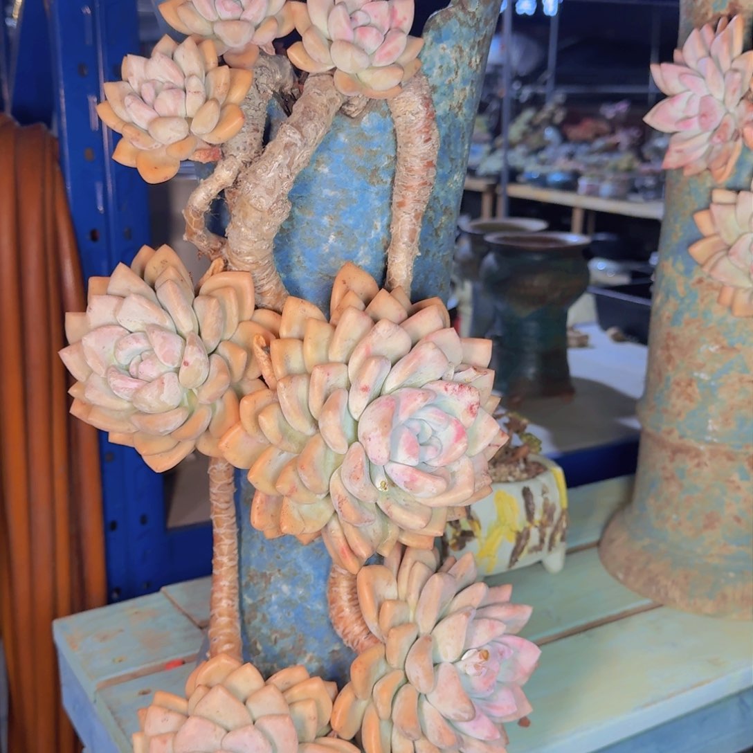 一*点多肉植物的生长发育