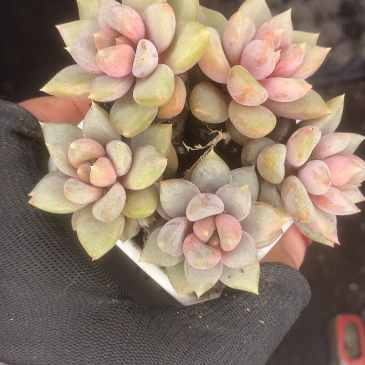 象牙10颗。包邮。多肉