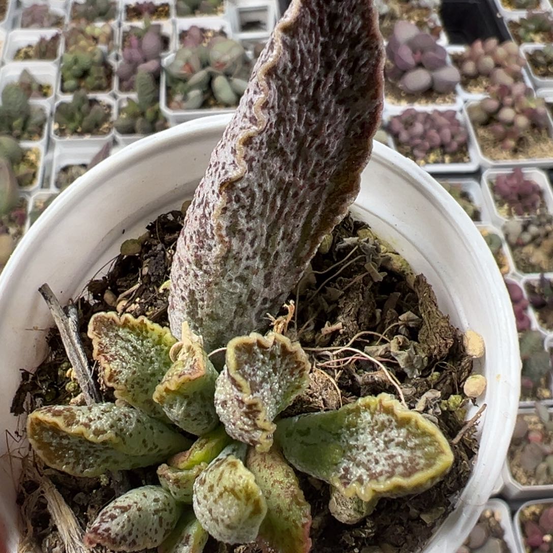 花岗岩大苗多肉植物水泡