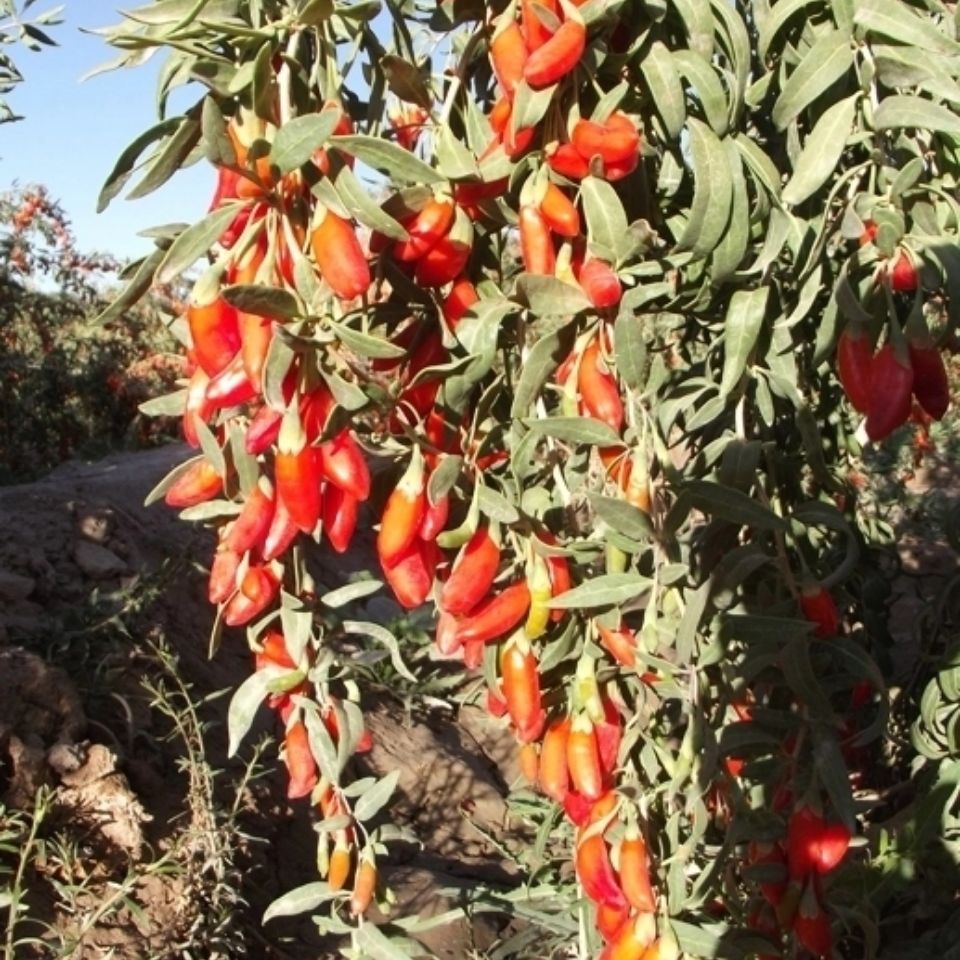枸杞幼苗宁夏枸杞苗