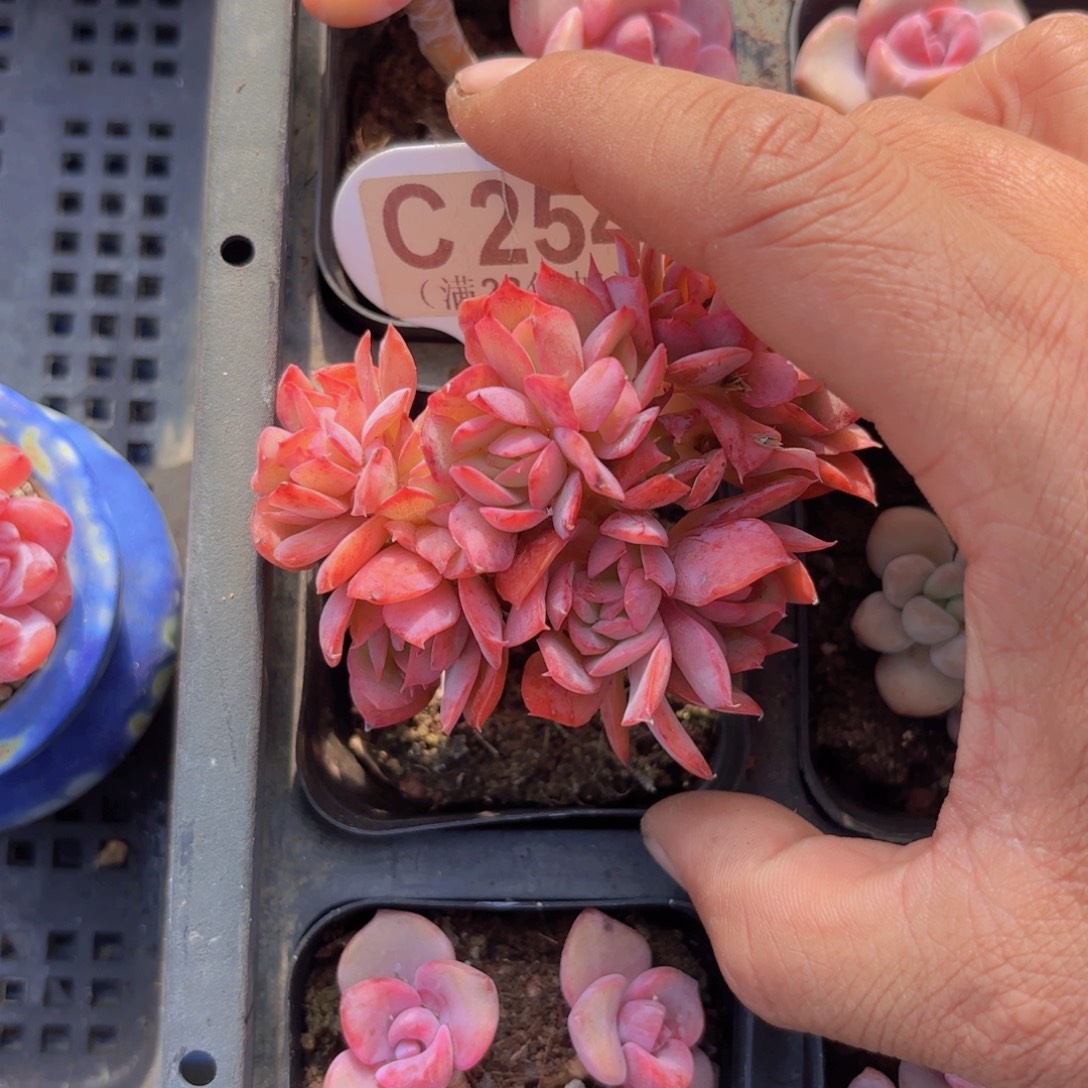 C254绮罗缀一物一拍