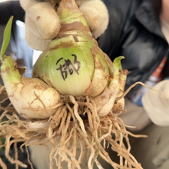 甜蜜妮芙3号 8厘米主球5个侧  开花包对版