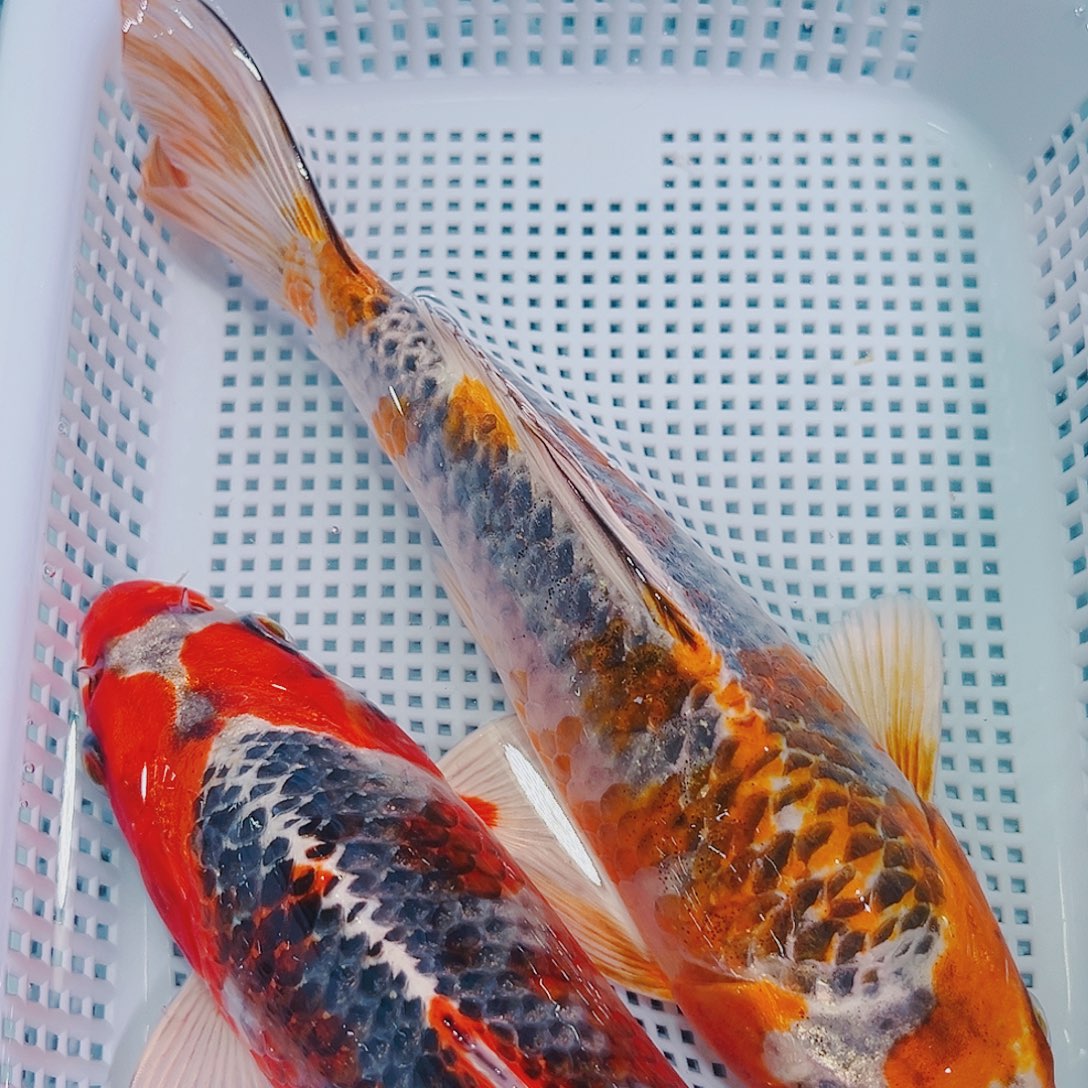 锦鲤锦鲤冷水鱼观赏137