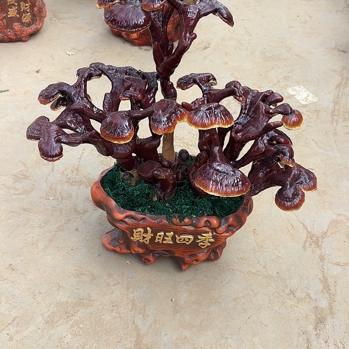 无花朵灵芝是我国著名植物