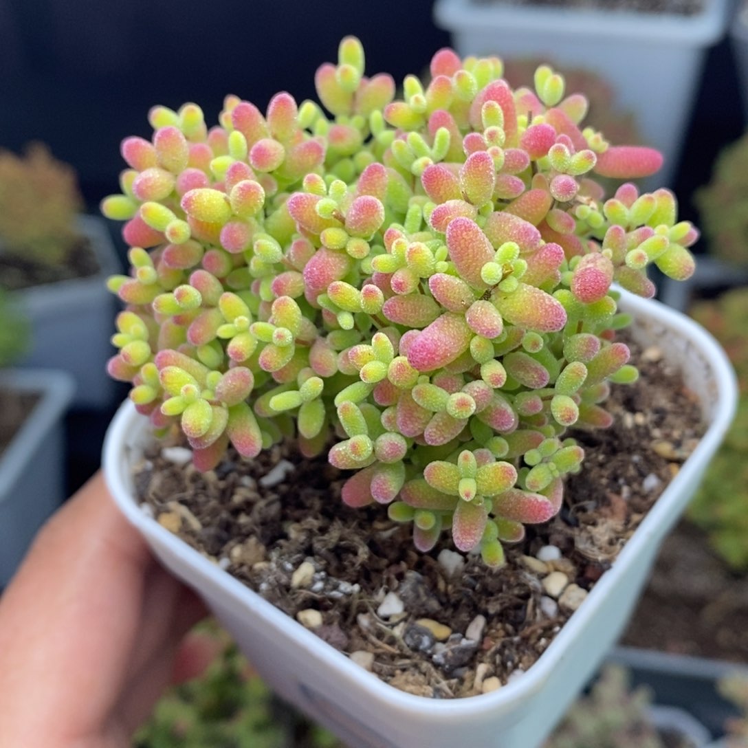 c9号蜜橘糖球枝干