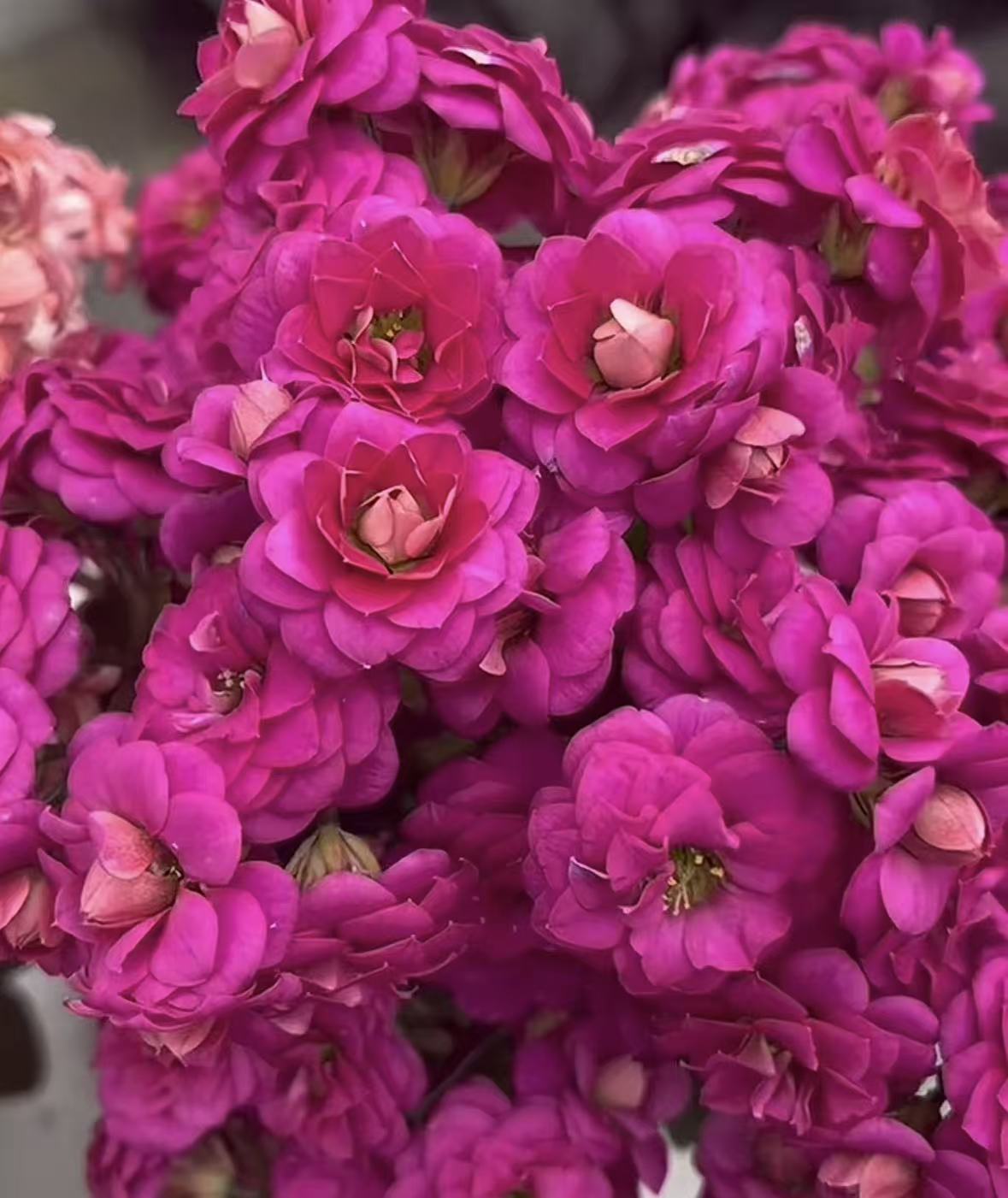 【奥古斯塔】130杯重瓣长寿花