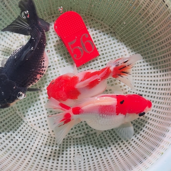 金鱼56号尺寸8-12区间