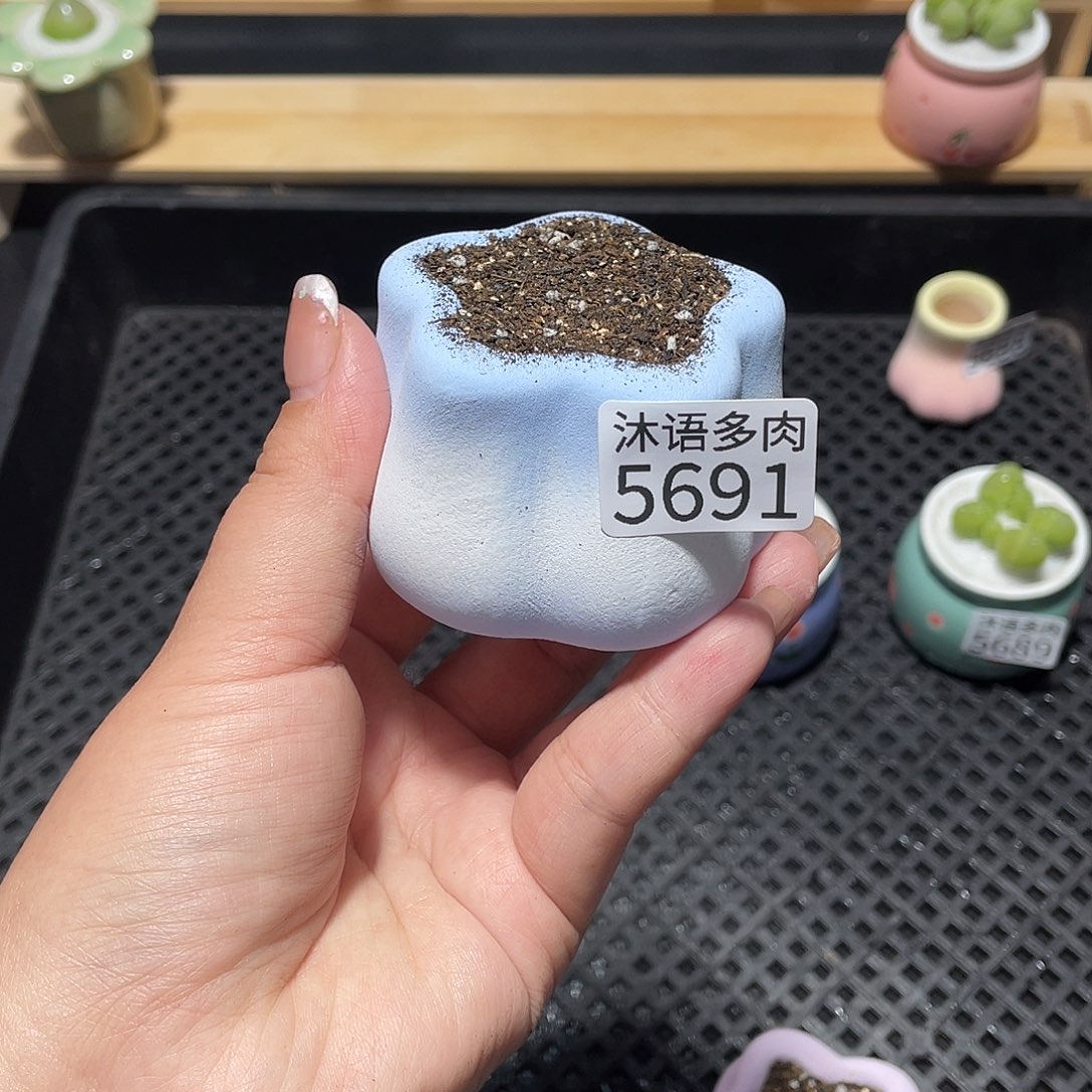 ^***^带盆土植物 一物一拍5691