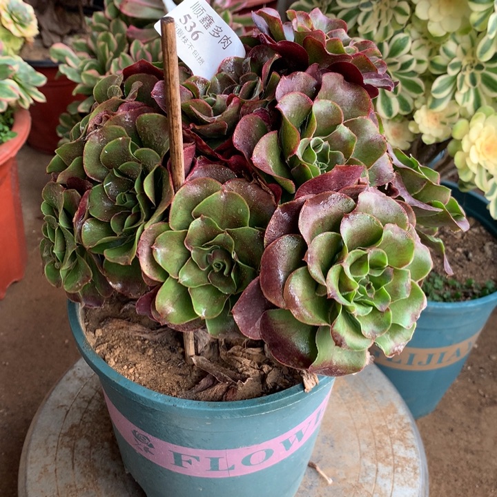 536玫瑰多肉植物特价