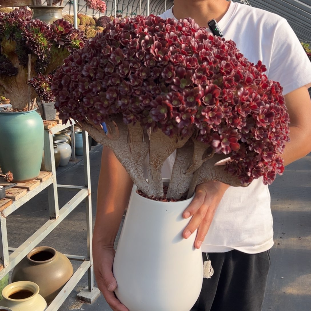 韩货梅花珀迪朵朵缀不带盆土