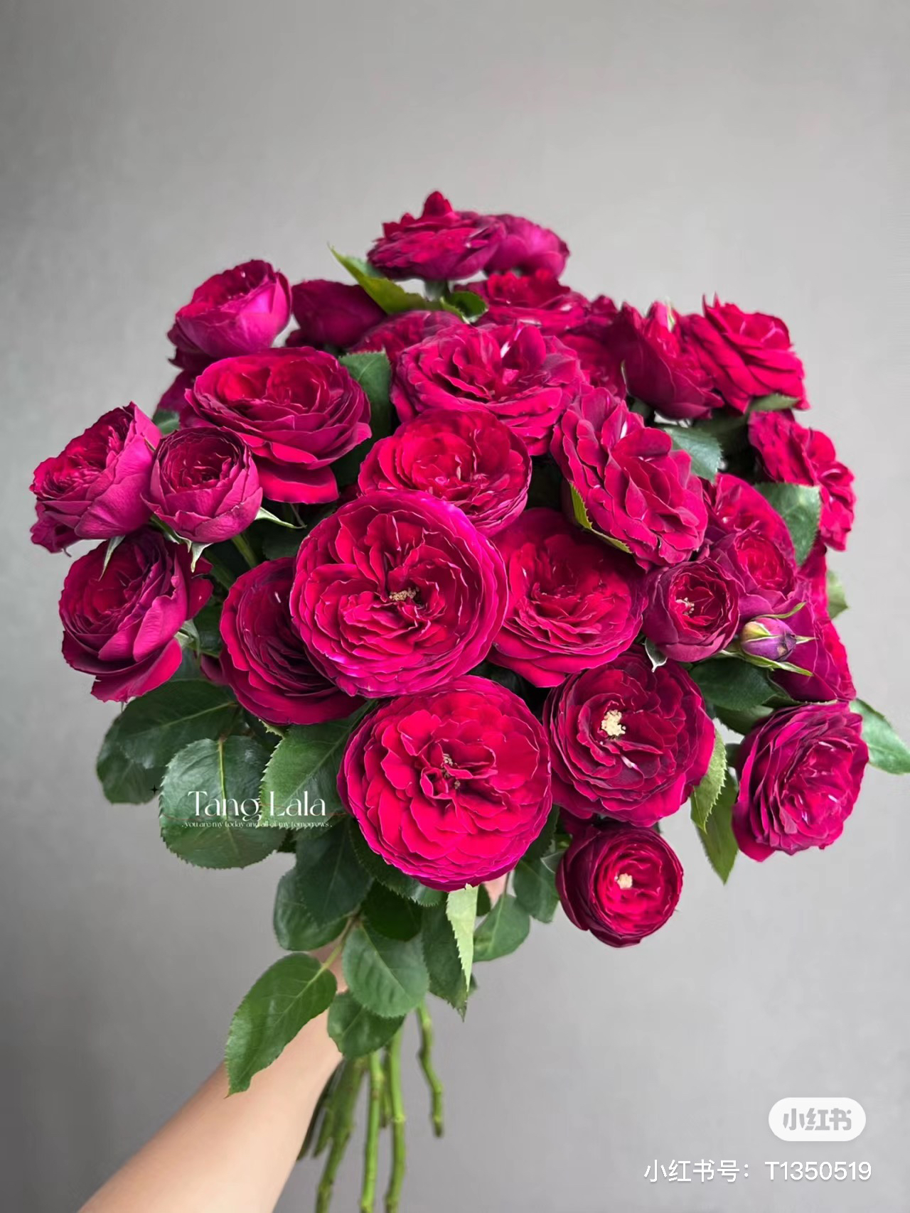 【诗雅园玫瑰】红蕾丝 任拍三单顺丰空运包邮鲜切花家居花店插花