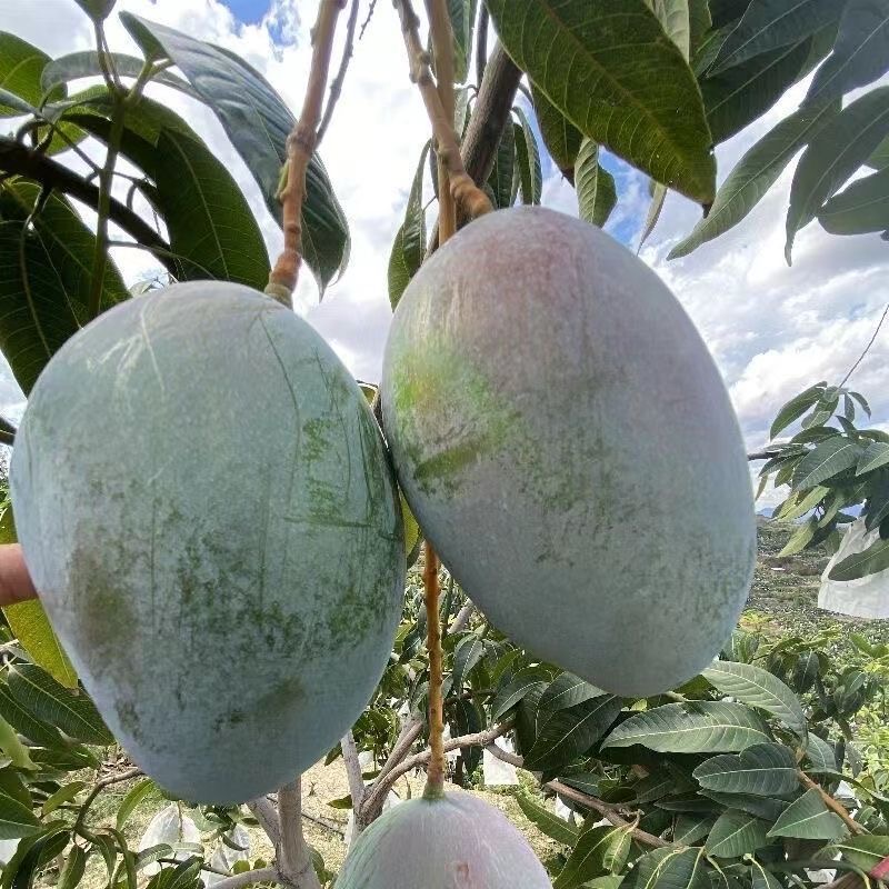 正宗攀枝花凯特芒 4.5斤装