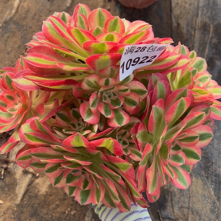 10922女巫有砍多肉植物