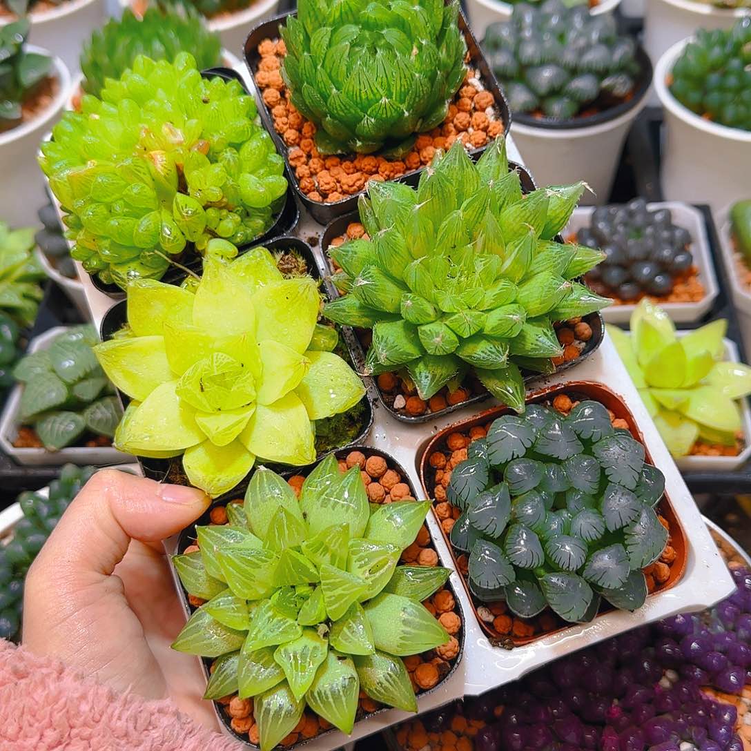 玉露六件套多肉，原盆