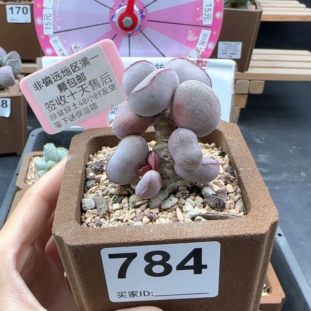 784白肌红蛋多肉