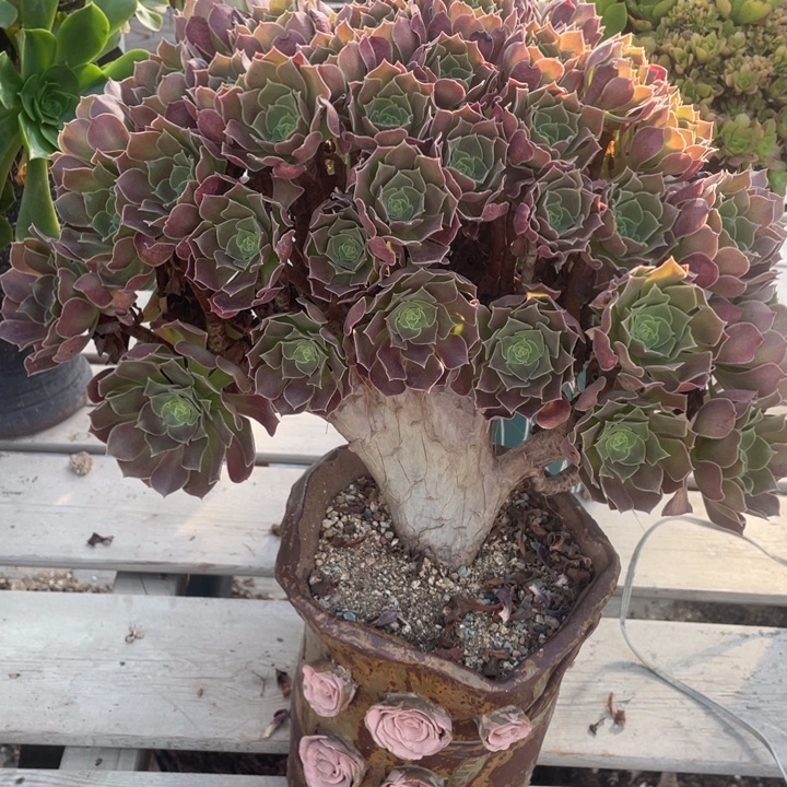 多肉的大长毛猫也好喜欢呀