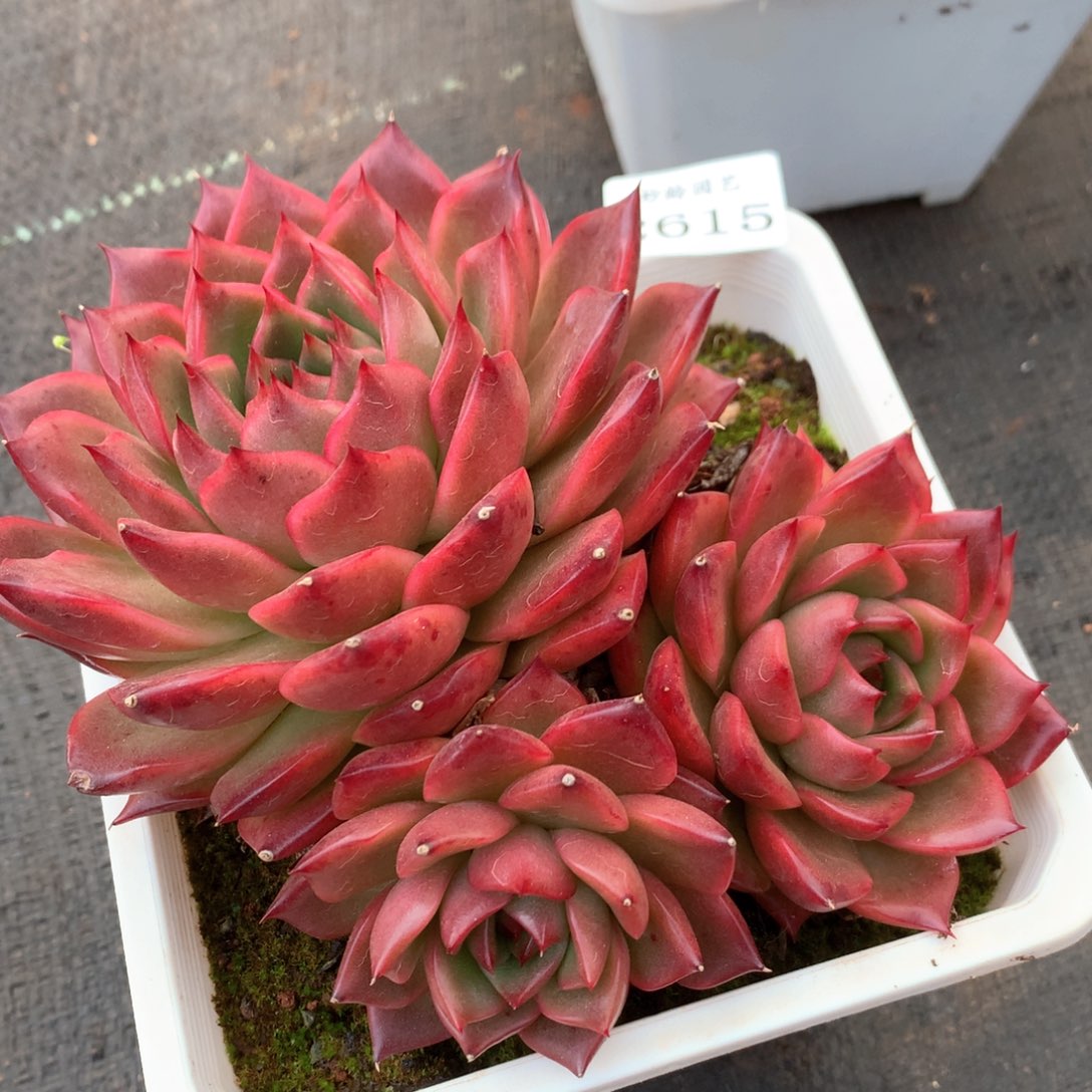 2615杂交多肉植物基地