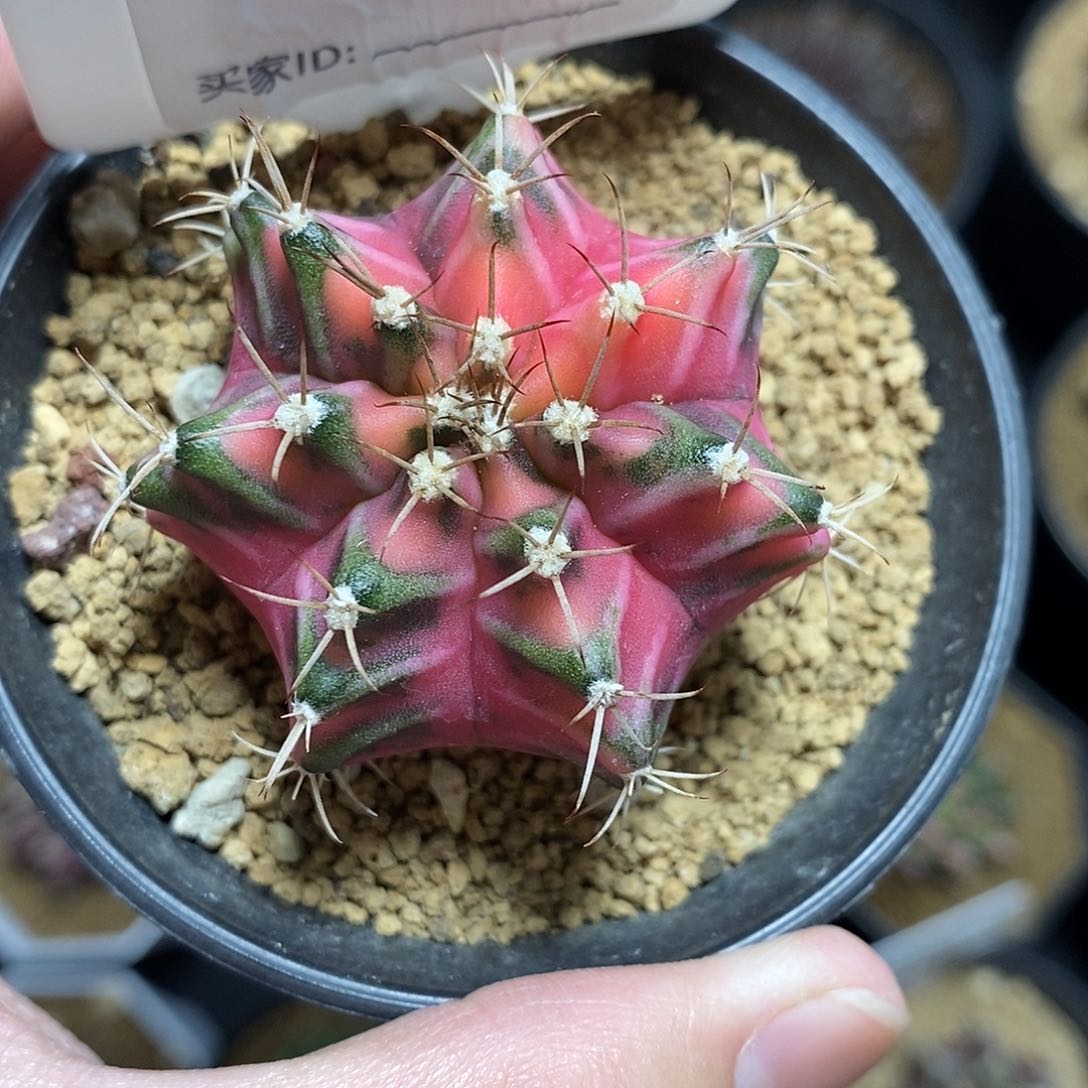 米哈仙人球锦0014