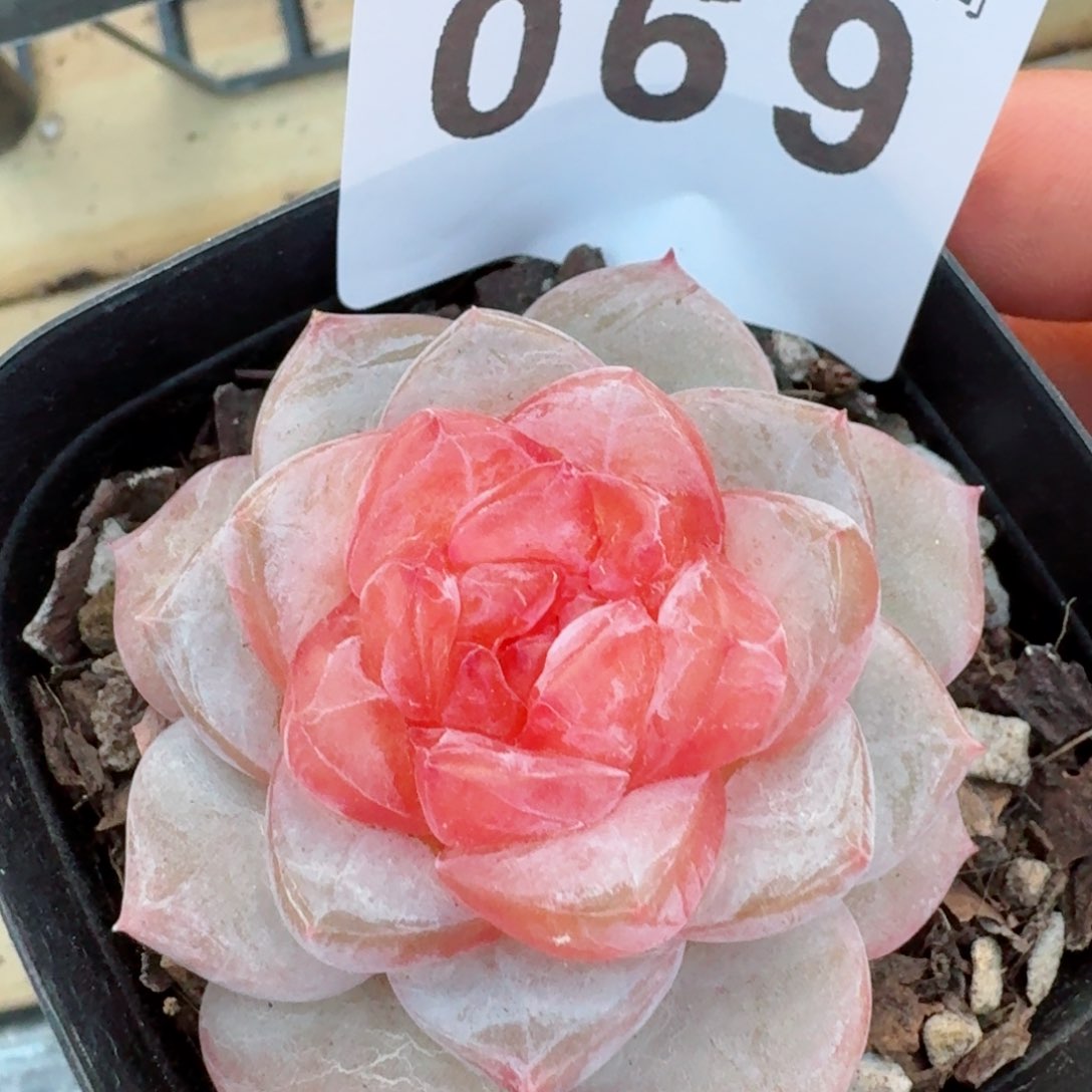 大石榴         精品多肉