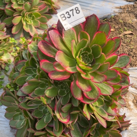 多肉植物粉花妖捧花