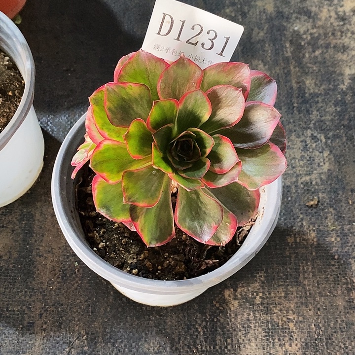 1231纳福多肉法师锦