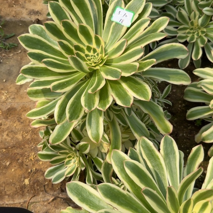 @****生保时捷多肉植物18