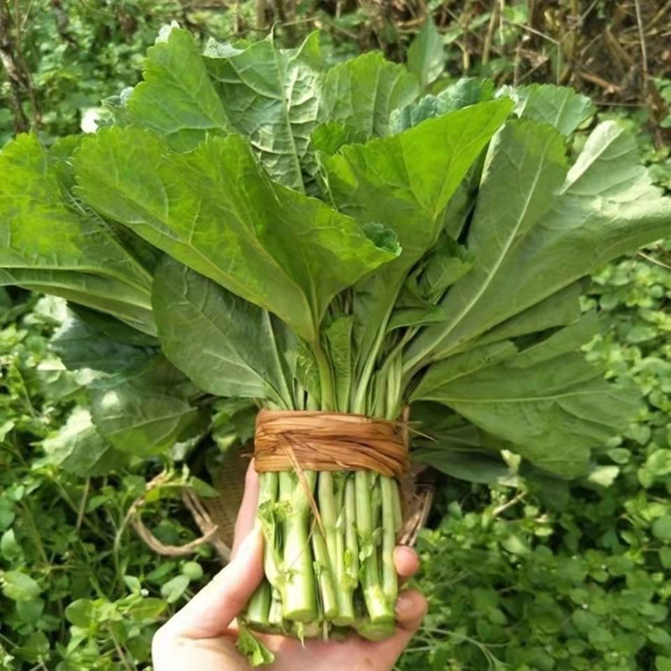 湖南现摘冬寒菜农家自种当季蔬菜新鲜保鲜发货