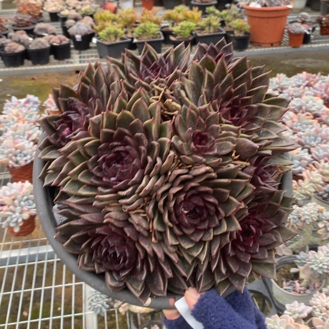 5051黑水晶一物一拍