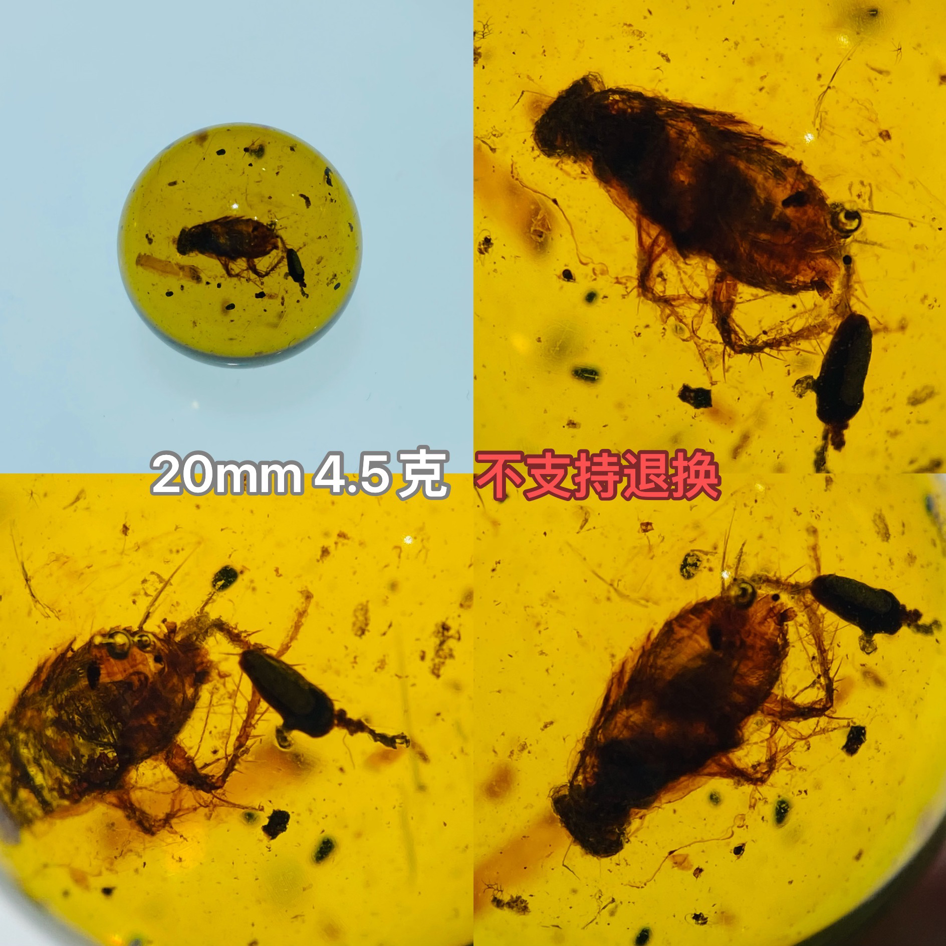 【小伊琥珀】20mm虫珀单珠「不支持退换」
