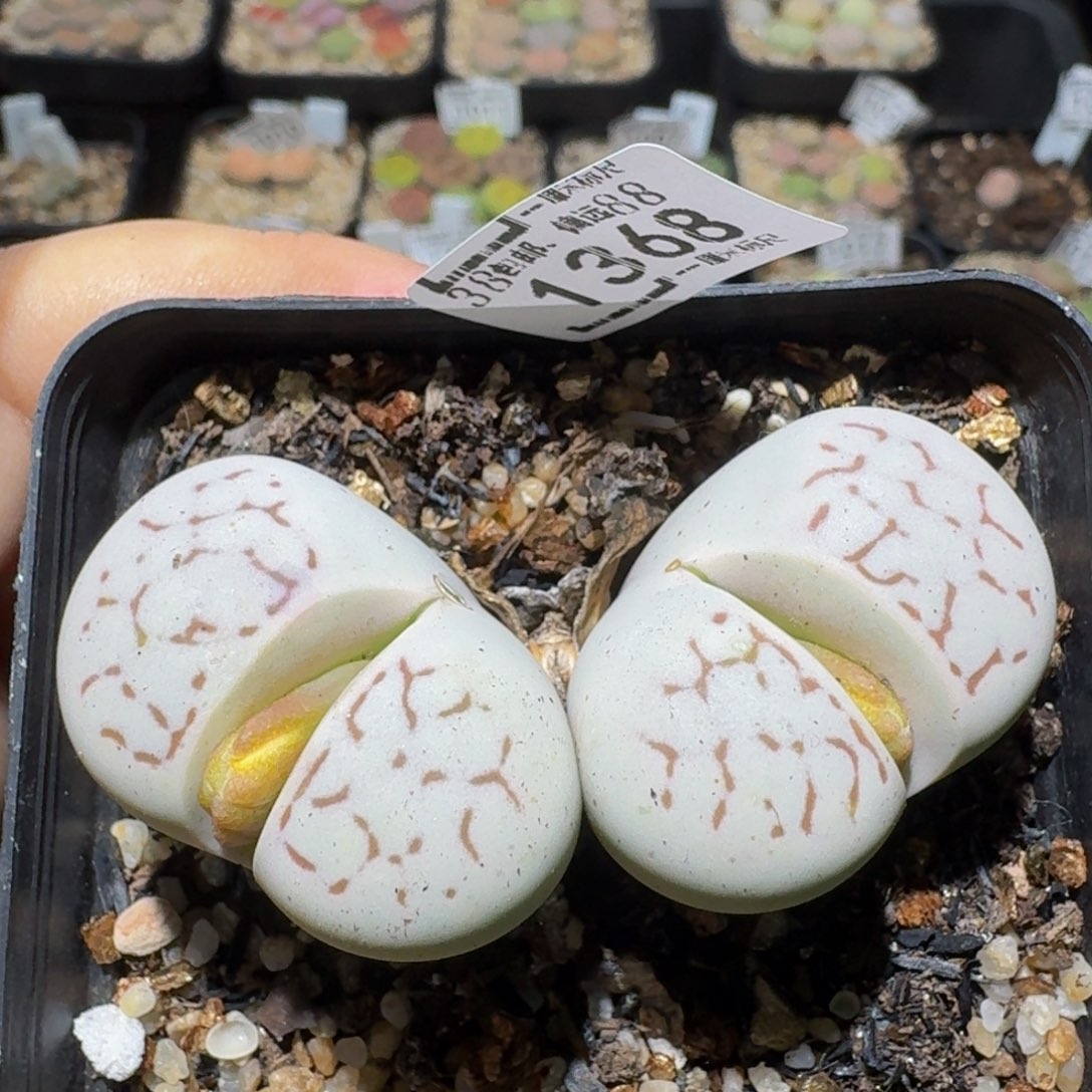 zzzz精品生石花1368