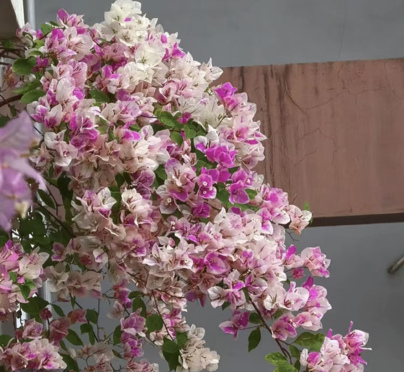 三角梅（一物一拍）